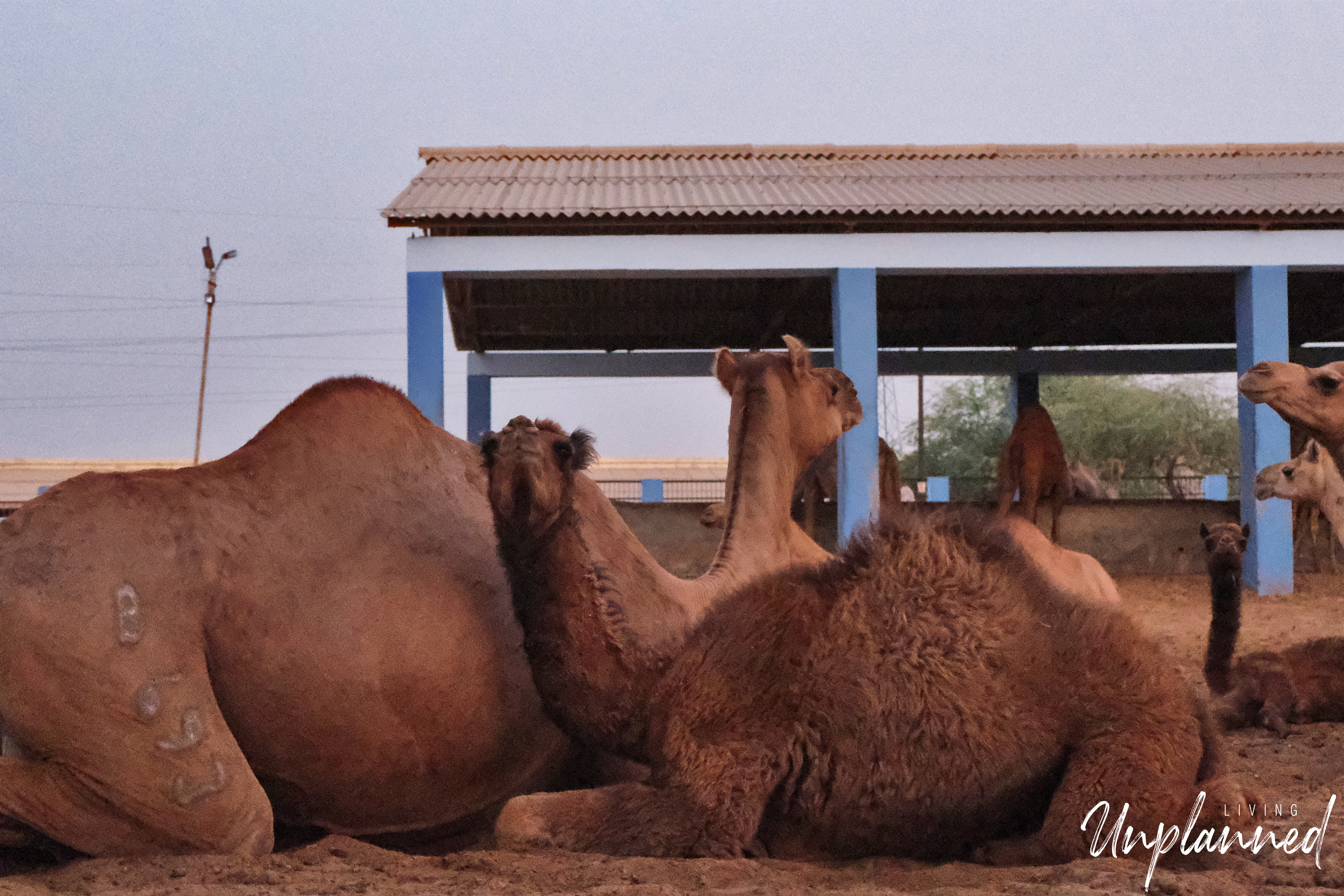Camel6.jpg